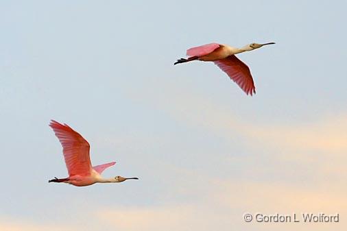 Roseate Spoonbills In Flight_33340.jpg - Roseate Spoonbill (Ajaia ajaja) photographed along the Gulf coast near Port Lavaca, Texas, USA.